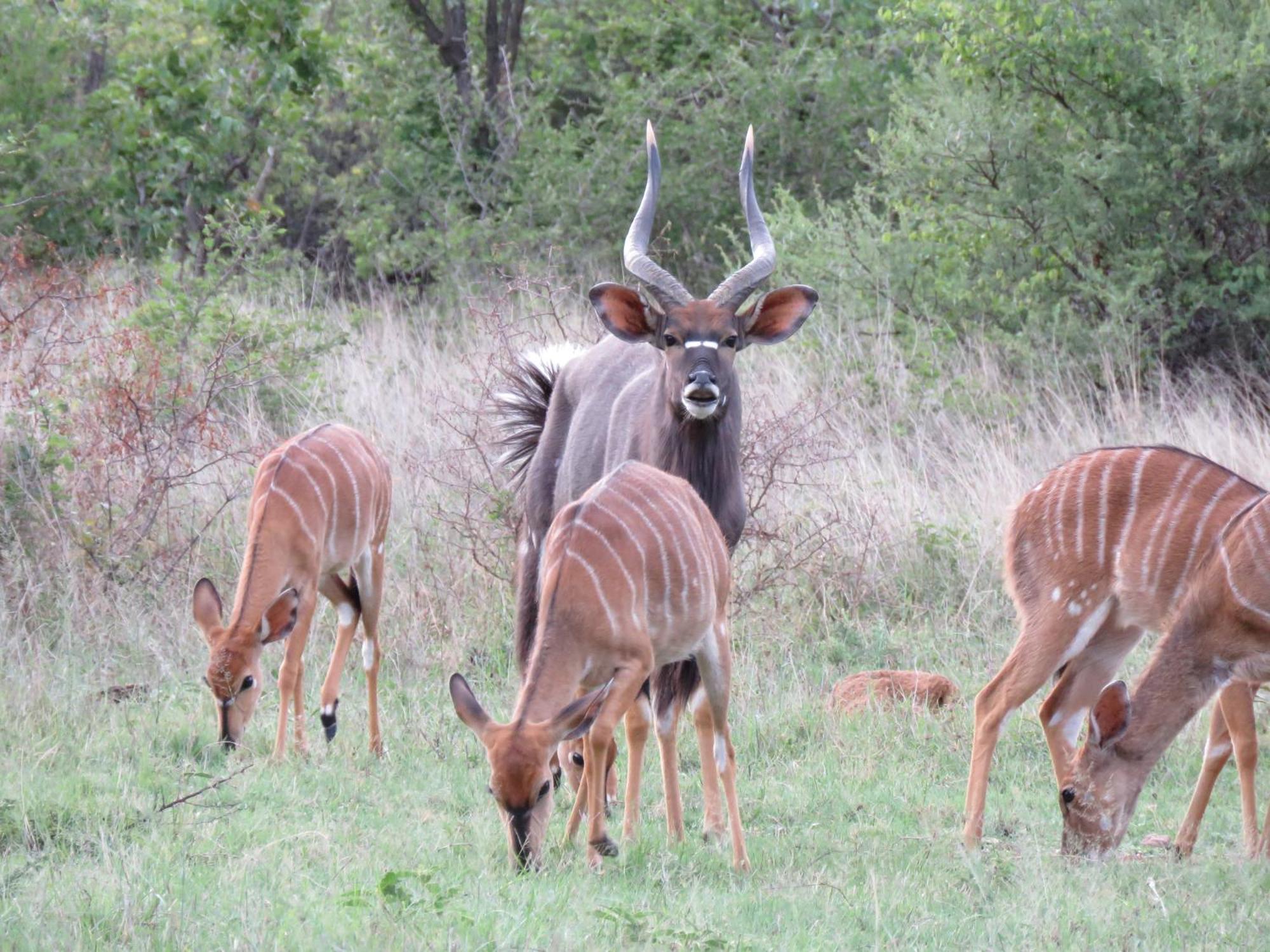 Sable Creek Safari Lodge Tzaneen Exterior photo